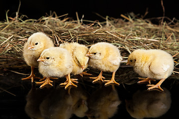 Image showing Little Yellow Chicken