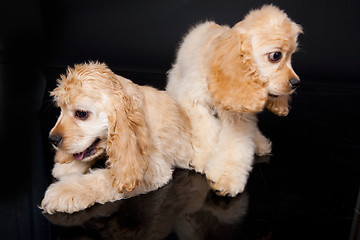 Image showing Cocker Spaniel