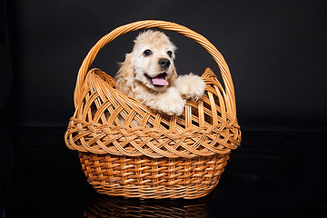 Image showing Cocker Spaniel