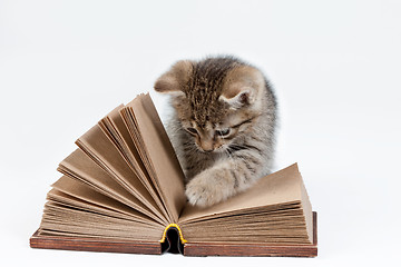 Image showing Little Kitten And Book