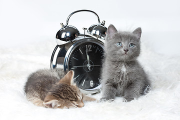 Image showing Little Kittens And Alarm Clock