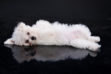 Image showing Maltese Dog