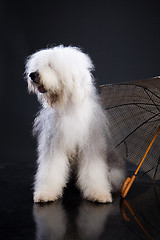 Image showing Fluffi Dog And Umbrella