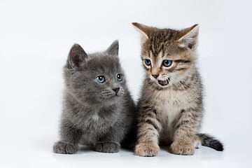 Image showing Little Kittens