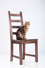 Image showing Leopard Cat On A Chair