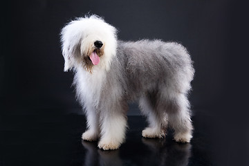 Image showing Fluffi Dog