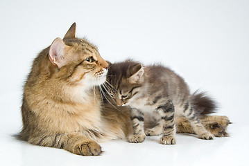 Image showing Cat And Kitten