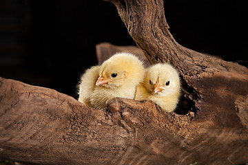 Image showing Little Yellow Chicken