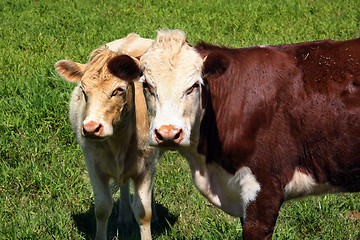 Image showing Cows on green grass