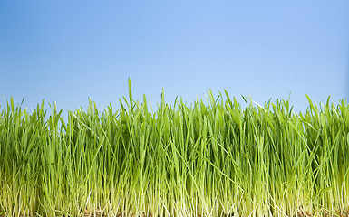 Image showing Green Grass