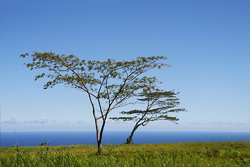 Image showing Tree by the ocean