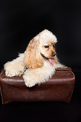 Image showing Cocker Spaniel