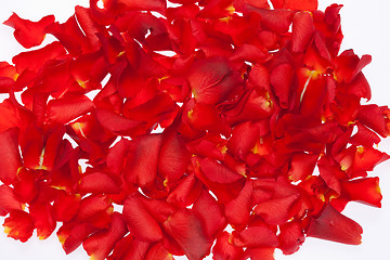 Image showing Rose petals