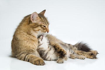 Image showing Cat And Kitten