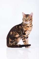 Image showing Leopard Cat