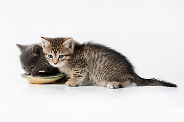 Image showing Little Kittens