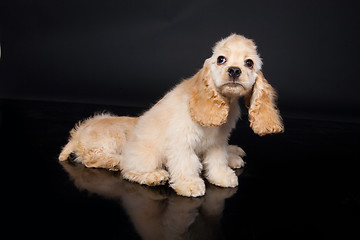 Image showing Cocker Spaniel