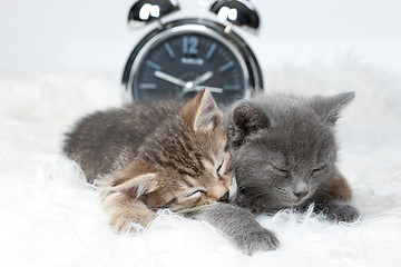 Image showing Little Kittens And Alarm Clock