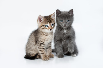 Image showing Little Kittens