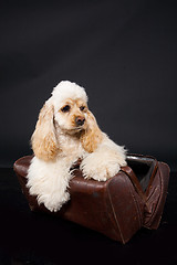 Image showing Cocker Spaniel