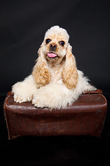 Image showing Cocker Spaniel