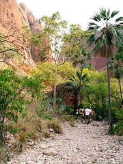 Image showing Echidna Walk