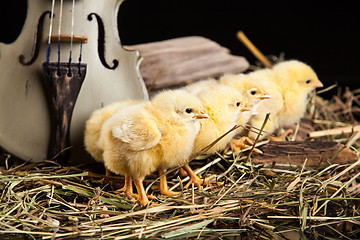 Image showing Little Yellow Chicken