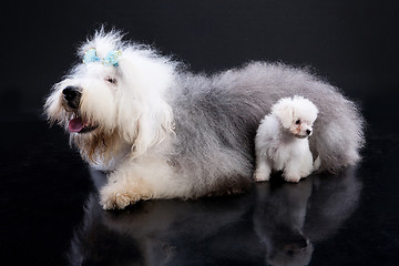 Image showing Fluffi Dogs