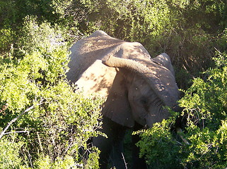 Image showing Elephant eating in the forest