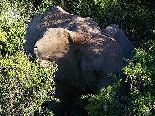 Image showing Elephant in the forest