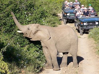 Image showing Elephant eating in the forest