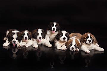 Image showing Seven Puppies