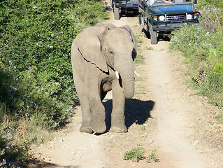 Image showing young elephant on a track