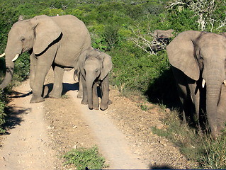 Image showing Herd of elephants