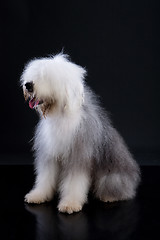 Image showing Fluffi Dog