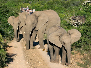 Image showing Herd of elephants