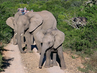 Image showing Herd of elephants