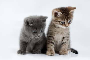 Image showing Little Kittens