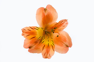 Image showing Isolated Flower