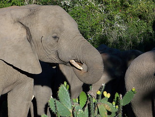 Image showing Elephant eating a prickly pear