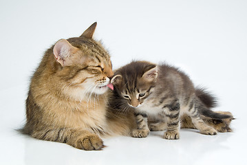 Image showing Cat And Kitten