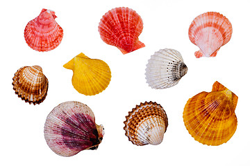 Image showing Sea Shells