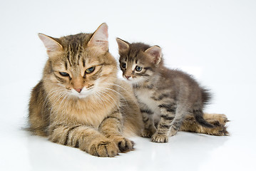 Image showing Cat And Kitten