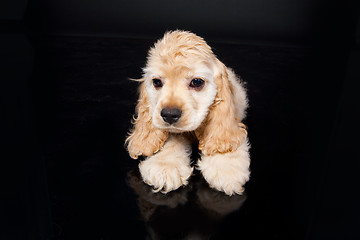 Image showing Cocker Spaniel