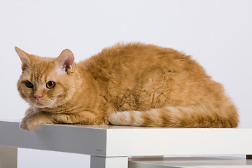 Image showing Red Cat