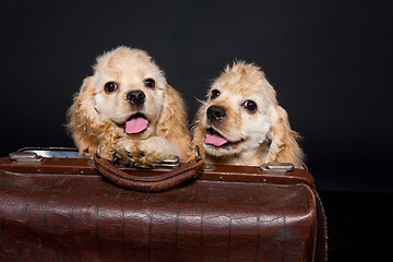 Image showing Cocker Spaniel