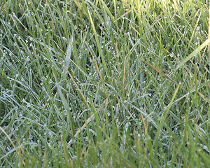 Image showing frosty grass