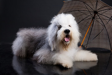 Image showing Bobtail And Umbrella