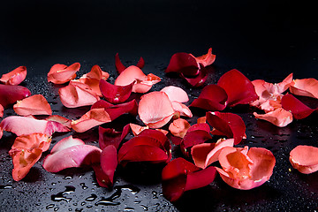 Image showing Roses