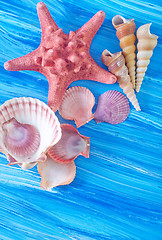 Image showing sea shells on blue board